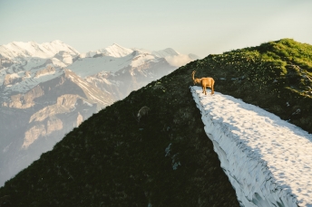 Ibex in the Swiss Alps.