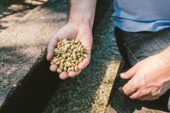 J. Hornig Guatemala coffee production.