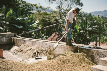 J. Hornig Guatemala coffee production.